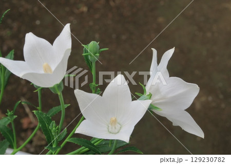 白いキキョウの花 129230782