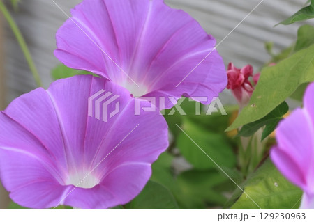 クローズアップ撮影したアサガオの花 クローズアップ撮影したアサガオの花 129230963