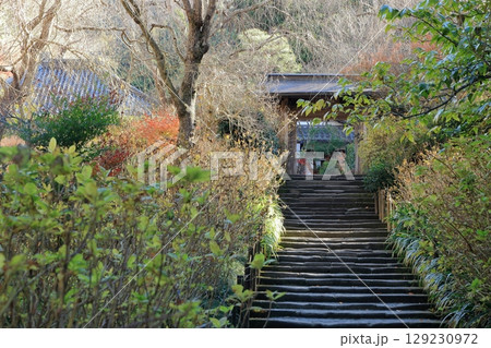 鎌倉　明月院　紅葉の参道 129230972