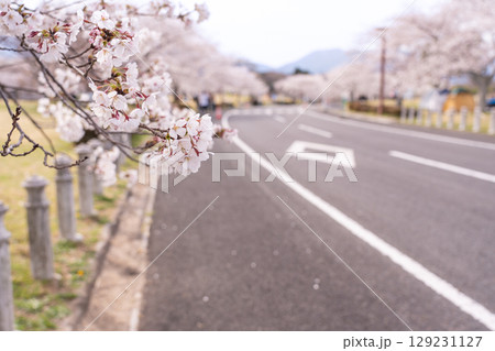 三重県四日市市　桜の森と呼ばれる春の北勢中央公園 129231127