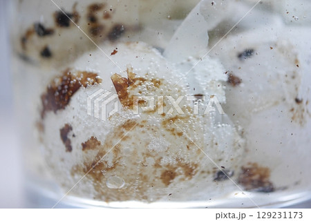 ウズラの卵の模様を溶かす202504 ウズラの卵の模様を溶かす202504 129231173