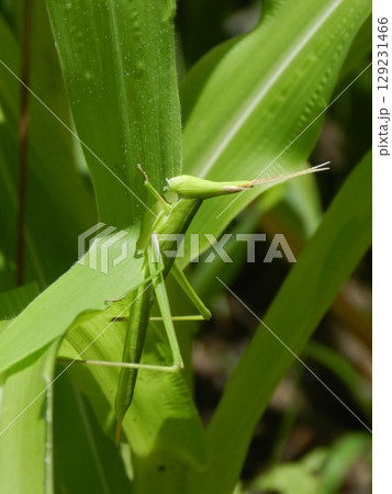 畑のトウモロコシの葉を食べるバッタ 畑のトウモロコシの葉を食べるバッタ 129231466