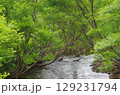 緑に包まれた流れ 129231794