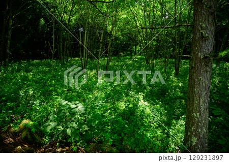 光の射す日本の森の低草 光の射す日本の森の低草 129231897