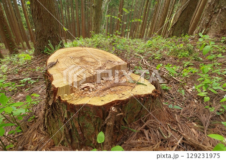 伐採された杉の切り株 伐採された杉の切り株 129231975
