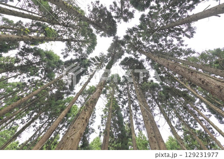 杉林を下から仰ぎ見る 杉林を下から仰ぎ見る 129231977