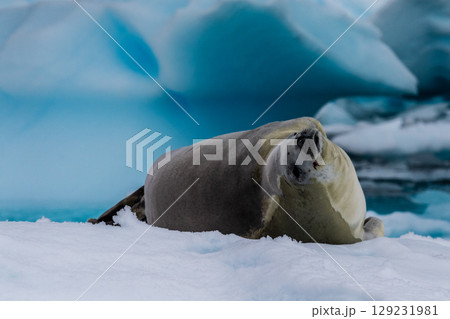Crabeater Seal resting on a sheet of ice 129231981