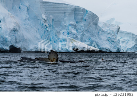 Tail of a humpback whale in the Antarctic 129231982