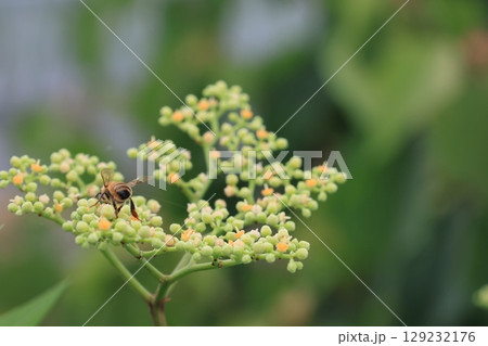 クローズアップしたヤブカラシの花 クローズアップしたヤブカラシの花 129232176