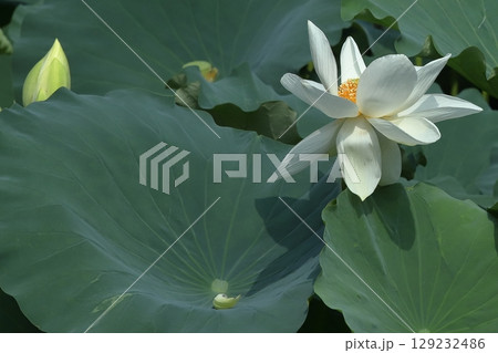 早朝の蓮クローズアップ 129232486