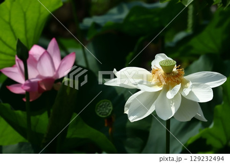 早朝の蓮クローズアップ 早朝の蓮クローズアップ 129232494