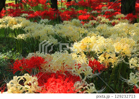 日陰に群生する紅白の曼殊沙華 日陰に群生する紅白の曼殊沙華 129232713
