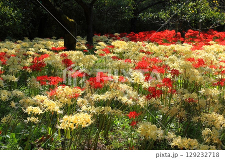 日陰に群生する紅白の曼殊沙華 日陰に群生する紅白の曼殊沙華 129232718