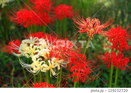 赤と白の曼殊沙華が混じり合う 赤と白の曼殊沙華が混じり合う 129232720