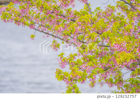 三重県松阪市　笠松河津桜ロード 129232757
