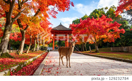 奈良公園の紅葉と鹿の風景 129232784
