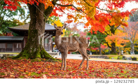 奈良公園の紅葉と鹿の風景 129232785
