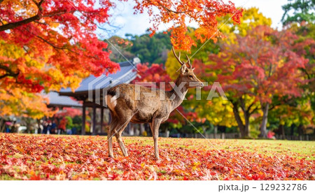 奈良公園の紅葉と鹿の風景 129232786