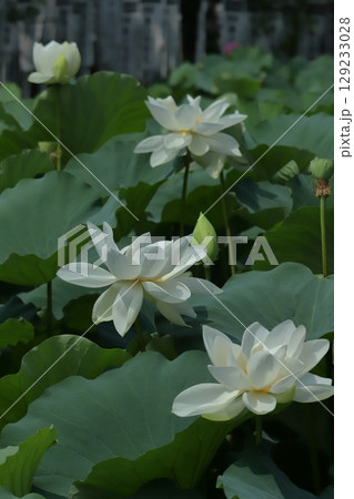 早朝の鎌倉の蓮池模様 早朝の鎌倉の蓮池模様 129233028