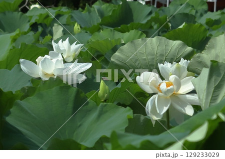 早朝の鎌倉の蓮池模様 早朝の鎌倉の蓮池模様 129233029