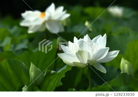 早朝の鎌倉の蓮池模様 早朝の鎌倉の蓮池模様 129233030