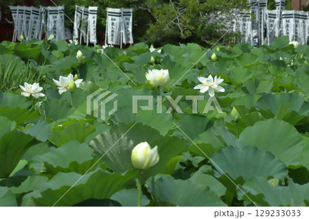 早朝の鎌倉の蓮池模様 早朝の鎌倉の蓮池模様 129233033