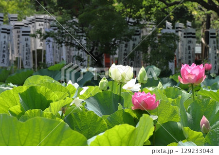 早朝の鎌倉の蓮池模様 早朝の鎌倉の蓮池模様 129233048