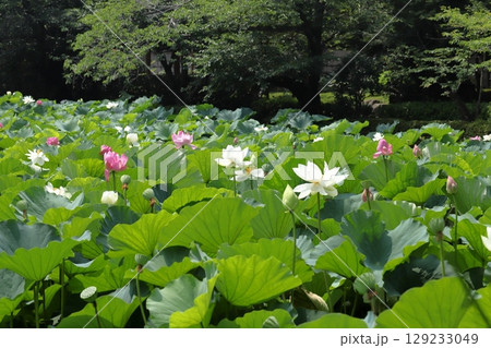 早朝の鎌倉の蓮池模様 早朝の鎌倉の蓮池模様 129233049