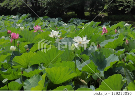 早朝の鎌倉の蓮池模様 早朝の鎌倉の蓮池模様 129233050