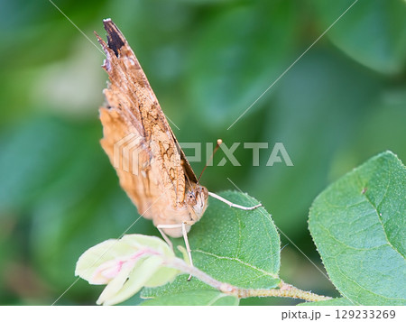 木陰にとまるキタテハ 木陰にとまるキタテハ 129233269