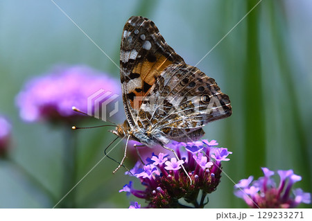 吸蜜するヒメアカタテハ 129233271