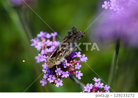 花にとまるヒメアカタテハ 129233272