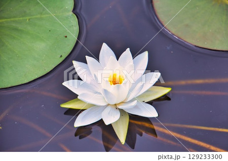 睡蓮花 129233300