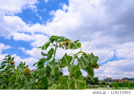 夏空に映える向日葵の花 夏空に映える向日葵の花 129233903