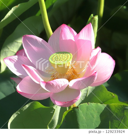 早朝の蓮クローズアップ 129233924