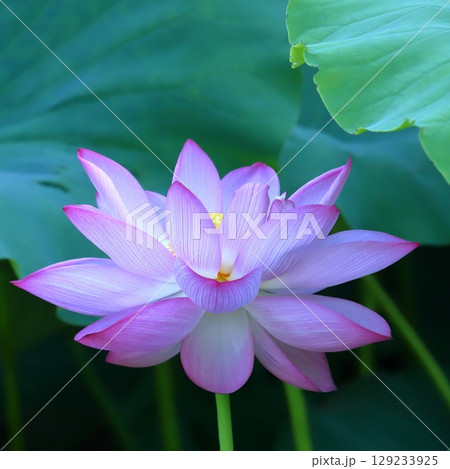 早朝の蓮クローズアップ 129233925