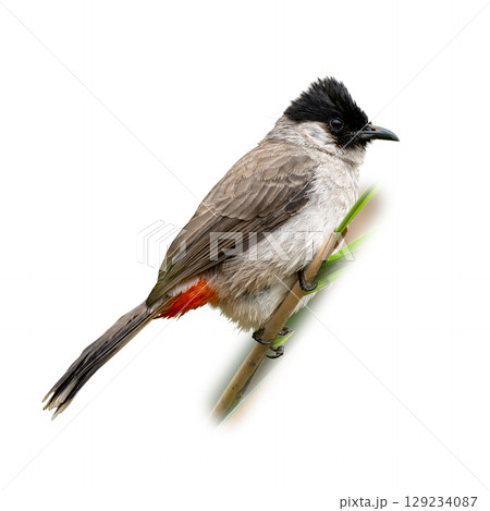 Sooty-headed Bulbul perched on a green stem, highlighting its fluffy plumage, black crest, and bright red under-tail. 129234087