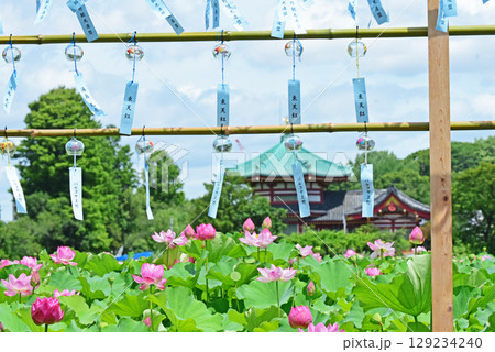 蓮池満開 蓮池満開 129234240