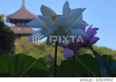 朝日の蓮の開花 129234542