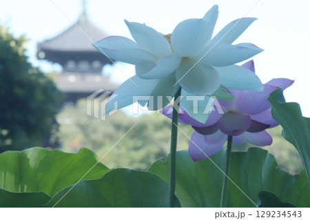 朝日の蓮の開花 朝日の蓮の開花 129234543