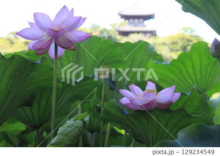 朝日の蓮の開花 129234549