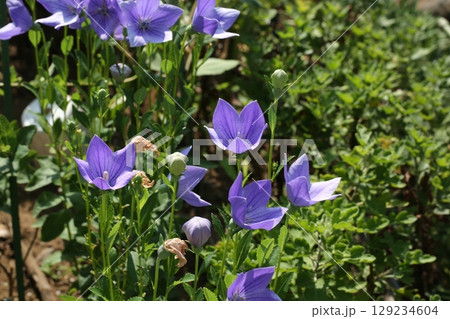 富士見公園を歩いた 129234604