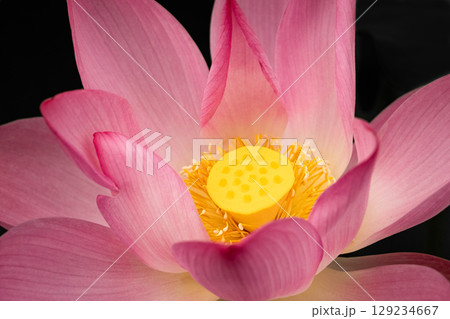 Nelumbo flower cultivated in water garden, big pink lotus on the dark background. Closeup of delicate pink lotus nelumbo nucifera flower, bud and foliage in tropical garden. Nature flower background. 129234667