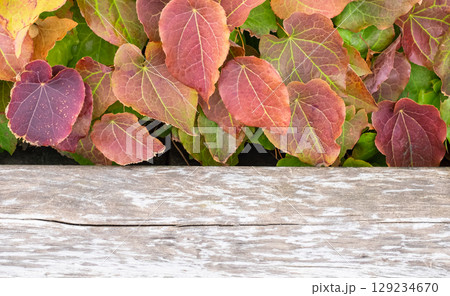 Nature background and table wood for product display template. Wooden table top with autumnal colorful leaves as frame and free space for text. Wooden plank with beautiful forest banner background 129234670
