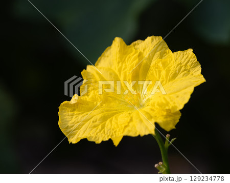 ヘチマの雄花のアップ ヘチマの雄花のアップ 129234778