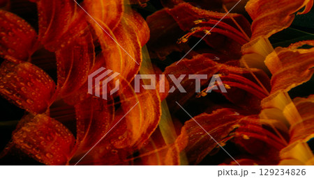 Flower abstraction. Nature kaleidoscope. Defocused red orange color lily plant water circle on bloom tropical dark black background. 129234826