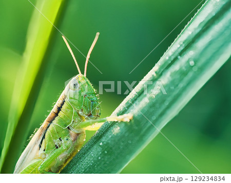 イネ科の植物の葉にとまるイナゴ 129234834