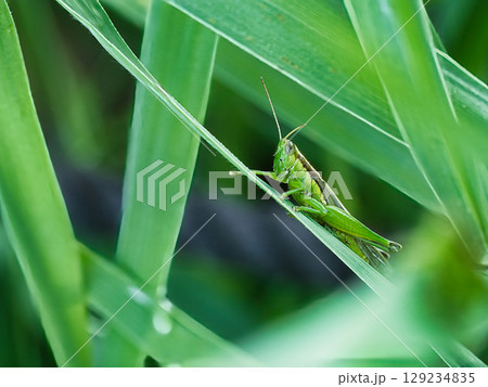イネ科の植物にとまるイナゴ 129234835