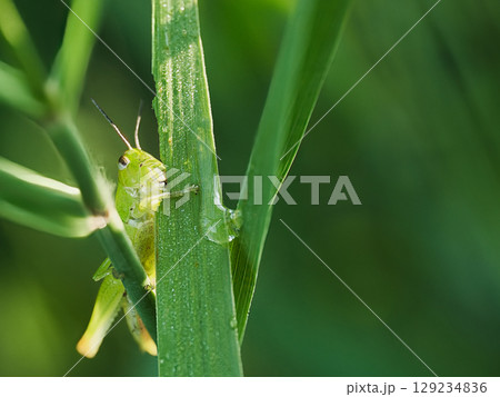 笹の葉を食べてるイナゴ 129234836