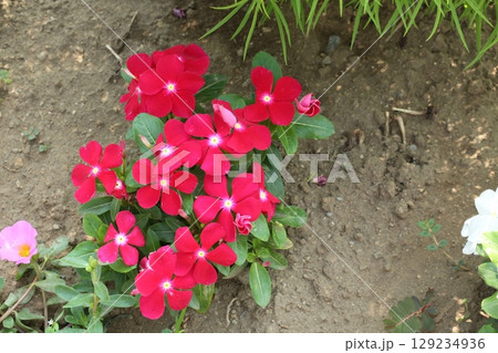 富士見公園を歩いた 129234936